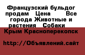 Французский бульдог продам › Цена ­ 1 - Все города Животные и растения » Собаки   . Крым,Красноперекопск